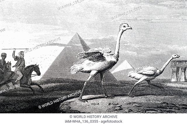 An engraving depicting men hunting ostriches in front of the Pyramids of Giza. Dated 19th century