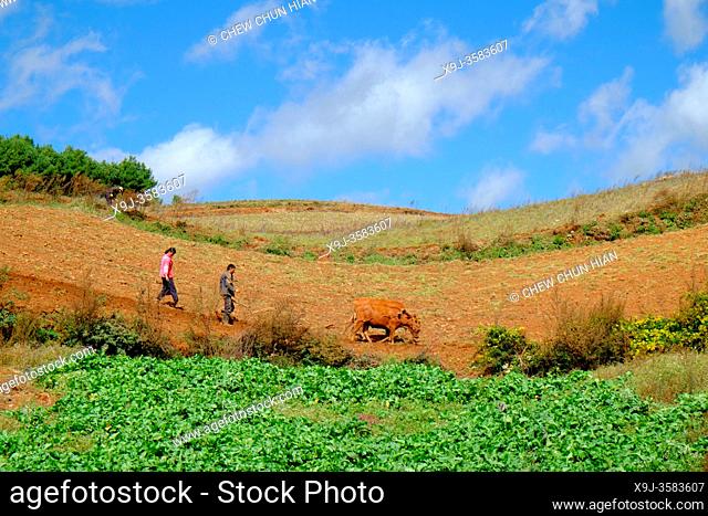 Terrace cultivation, Red lands, Dongchuan District, Kunming municipality, Yunnan Province, China
