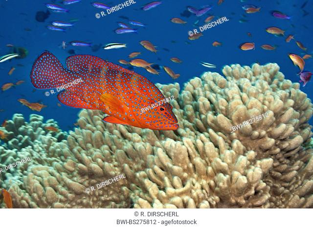 blue-spotted rockcod, coral trout, coral hind (Cephalopholis miniata), at corall reef, Fiji