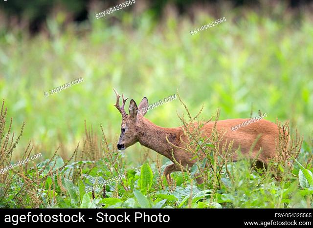 Rehbock in der Blattzeit auf der Suche nach einer paarungsbereiten Ricke - (Europaeisches Reh - Rehe) / Roe Deer buck in the rut searches a female Roe Deer -...