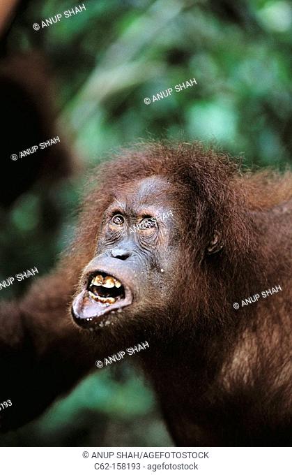 Bornean Orangutan (Pongo pygmaeus), female. Gunung Leuser National Park, Indonesia