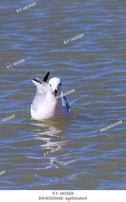 slender-billed gull (Larus genei), swims in the sea