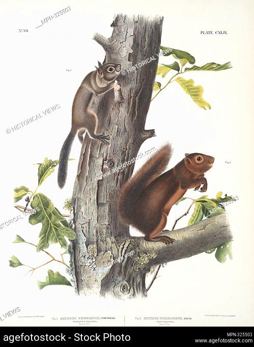 1. Sciurus Fremonsii, Fremont's Squirrel. Natural size; 2. Sciurus fuliginosus, Sooty Squirrel. Natural size. Bachman, John, 1790-1874 (Author) Audubon