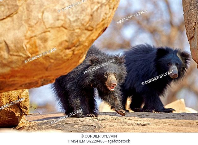 Asia, India, Karnataka, Sandur Mountain Range, Sloth bear (Melursus ursinus)