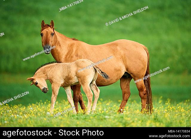 domestic horse (equus caballus), american quarter horse, foal, paddock, standing, looking at camera