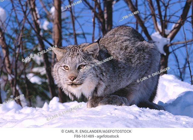Lynx (Felis lynx), captive. Vermont. USA