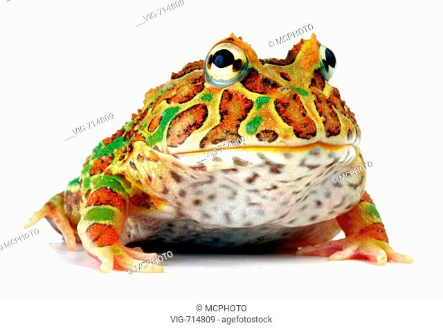 argentine horned frog, pacman frog, nightcrawler, night crawler, ornate horned frog, ornate horned toad, escuerzo (Ceratophrys ornata), portrait  - 10/04/2005