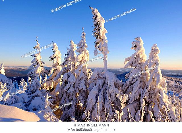 Arbermandl, snow-covered spruces, GroÃŸer Arber, Bavarian Forest Nature Park, Lower Bavaria, Bavaria, Germany