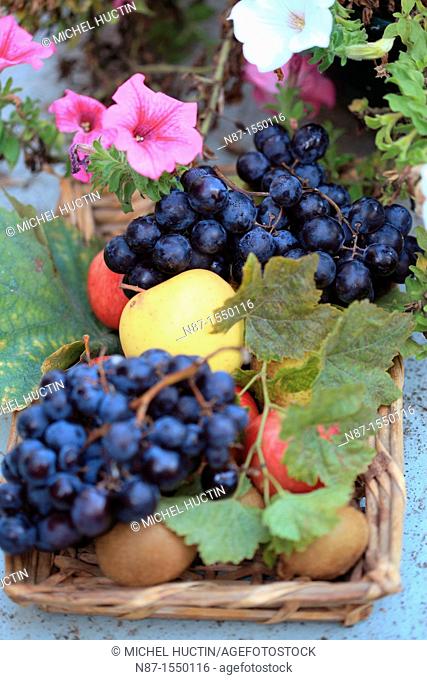 Still Life with Fruit, grapes, Black, Apple, kiwis, Flowers, petunias