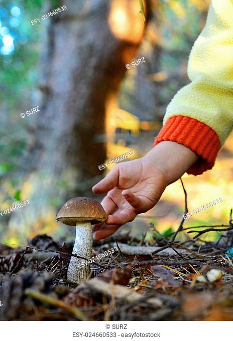 Little hand gathers mushrooms in the forest on summer day