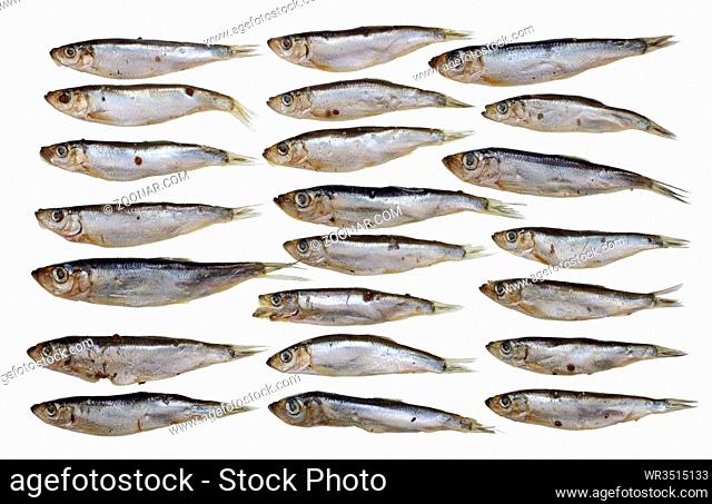 Twenty two small salty Baltic sprats fish set. Isolated on white