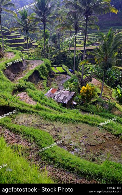 Rice terraces near Tegallalang, Bali, Indonesia, Asia