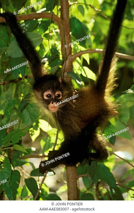 Baby Black-Handed Spider Monkey (Ateles geoffroyi) Costa Rica