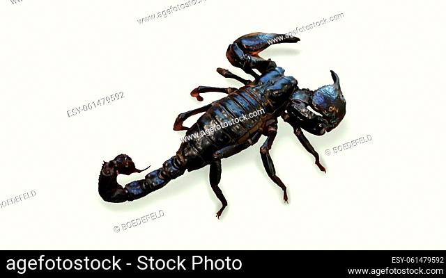 A close-up of a harmless Thailand scorpion