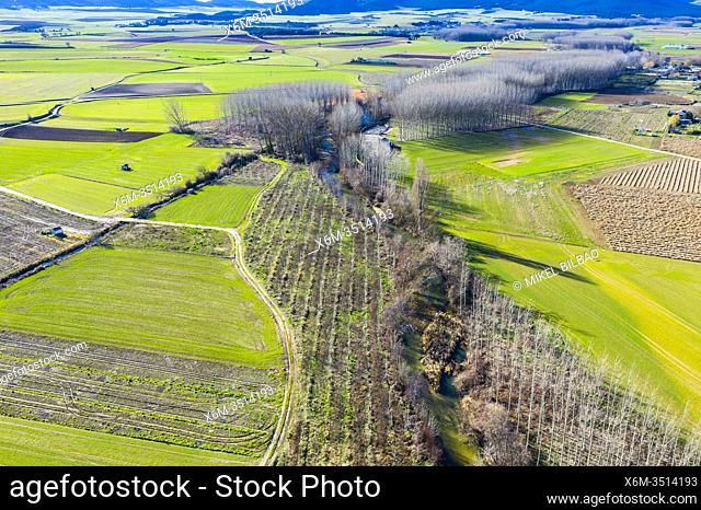Agricultural area and poplar grove. Aerial view. Ancin area. Navarre, Spain, Europe