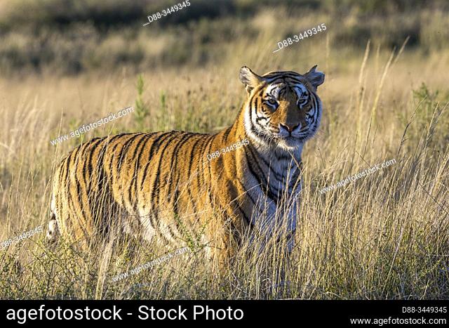 South Africa, Private reserve, Asian (Bengal) Tiger (Panthera tigris tigris), adult female