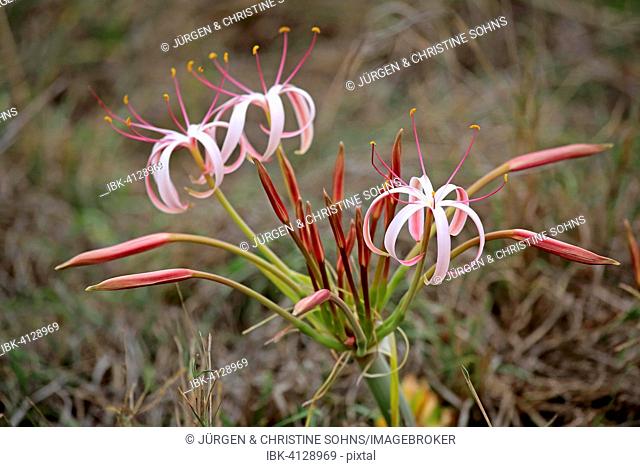 Flowering South African Crinum Lily (Crinum buphanoides), Kruger National Park, South Africa