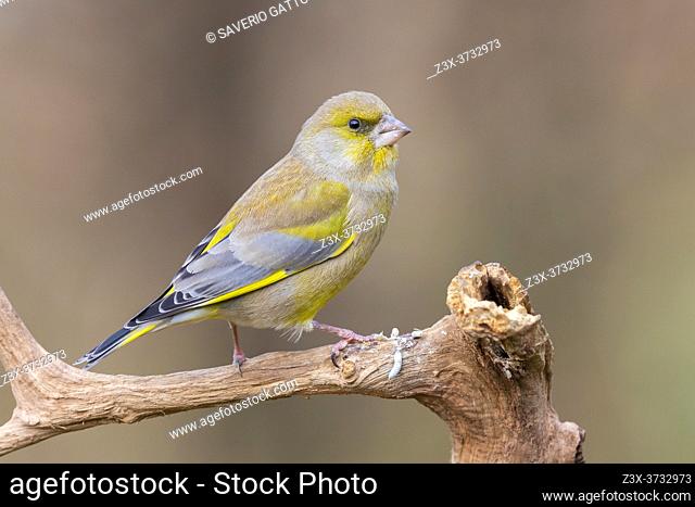 European Greenfinch (Carduelis chloris), side view of an adult male in winter plumage perched on a branch, Podlachia, Poland