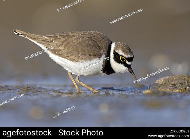 Little Ringed Plover (Charadrius dubius), side view of an adult male picking up a worm, Campania, Italy