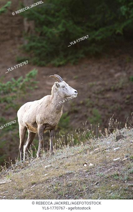 A rocky mountain bighorn sheep Ovis canadensis canadensis stands on a ridge in Jasper National Park, Alberta, Canada