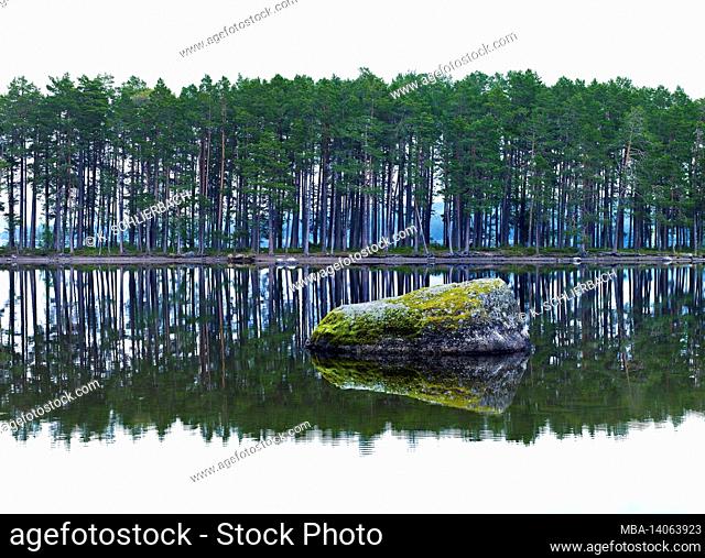 europe, sweden, jämtland province, norderö nature reserve in storsjön near östersund, moss-covered stone, pine forest