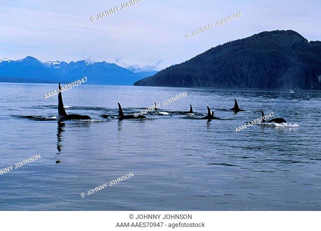 Orca Whale Pod (Orcinus orca) July Glacier Bay NP/SE Alaska
