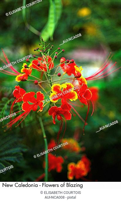 New Caledonia - Flowers of Blazing