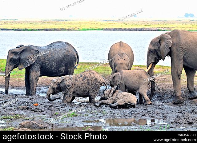 Elefanten beim Schlammbad am Cuando River, Elephants at the mud bath on the Cuando River