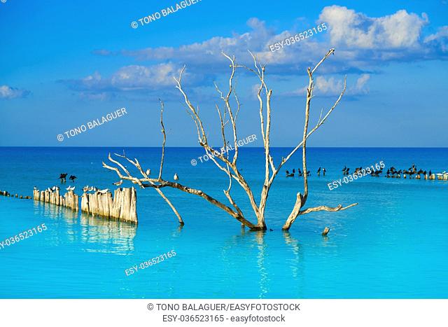 Holbox island beach in Mexico sea birds dried Mangroove tree