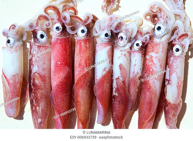 fresh squid loligo vulgaris after catch in mediterranean sea