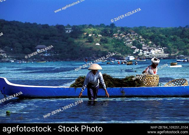 Seaweed farmers in Lembongan Island Indonesia.  Date: 24/02/2005  Ref: ZB784-109251-0104  COMPULSORY CREDIT: Oceans Image/Photoshot