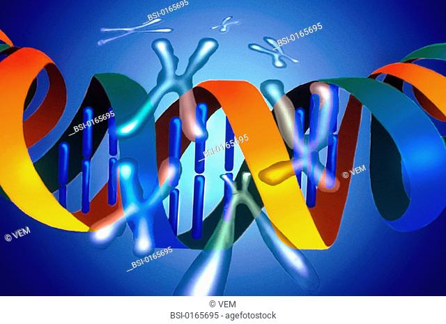 DNA deoxyribonucleic acid is the main element which makes up chromosomes. It contains information on heredity. DNA has a double-helix-like structure