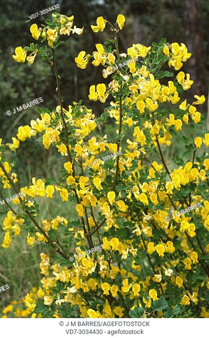 Scorpion senna (Coronilla emerus or Hippocrepis emerus) is a shrub native to northeastern Spain, Central Mediterranean region and Asia Minor