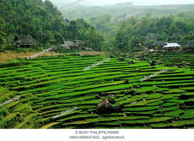 Vietnam, Ninh Binh Province, Cuc Phuong National Park, Ban Hieu, terraced rice fields