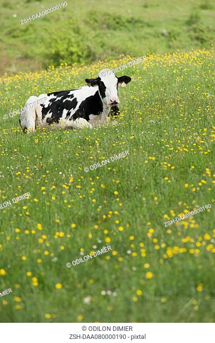 Cow lying in pasture