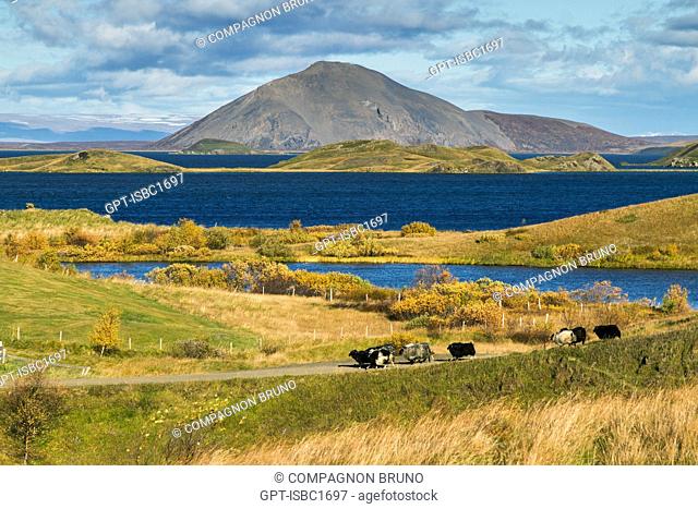 SHEEP IN SKUTUSTADIR, A REGION OF PSEUDO-CRATERS SITUATED TO THE SOUTH OF MYVATN LAKE, NORTHERN ICELAND IN THE AREA AROUND THE VOLCANO KRAFLA, ICELAND, EUROPE