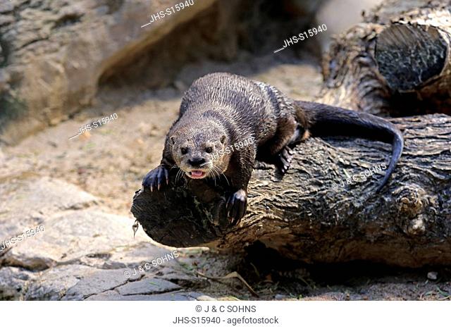 Spotted Necked Otter, (Lutra maculicollis), adult ashore, Eastern Cape, South Africa, Africa