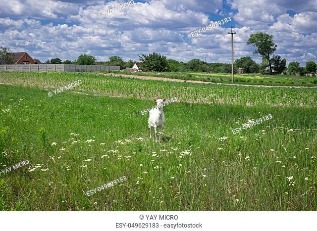 White adult goat grasses on green summer meadow field at village countryside