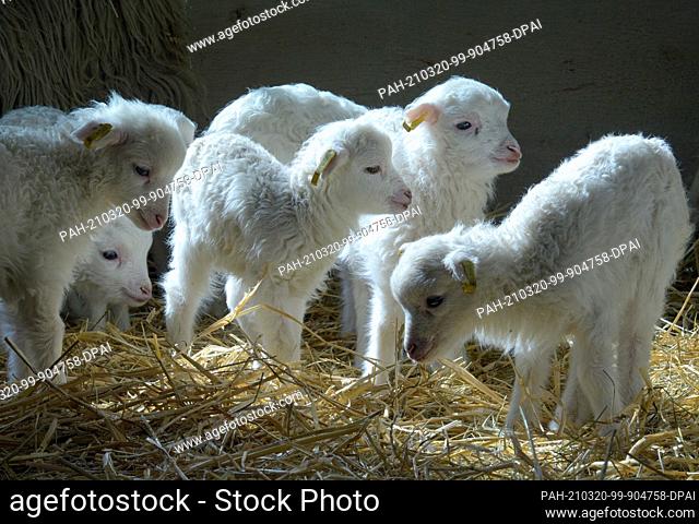 15 March 2021, Brandenburg, Roskow: Skudden lambs born in March 2021 stand on straw in the barn at the Skuddenhof in the Roskow district of Weseram