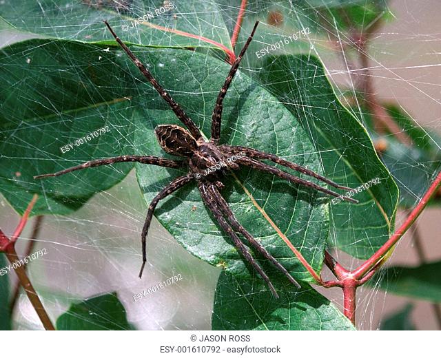 Dark Fishing Spider Dolomedes tenebrosus