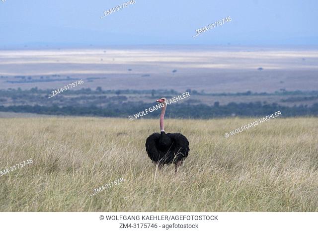 A Masai ostrich male, also known as the pink-necked ostrich or East African ostrich, in the grasslands of the Masai Mara National Reserve in Kenya
