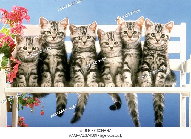 Six Kittens on a Bench, British Silver Shorthair Tabbies