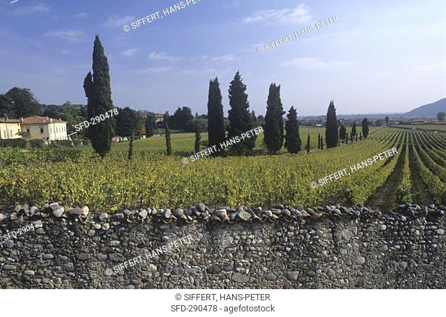 Stone wall around vineyard, Franciacorta, Lombardy, Italy Not available in CH