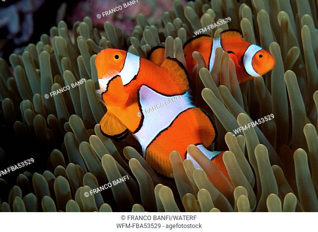 Couple of Clown Anemonefish, Amphiprion ocellaris, Kimbe Bay, New Britain, Papua New Guinea