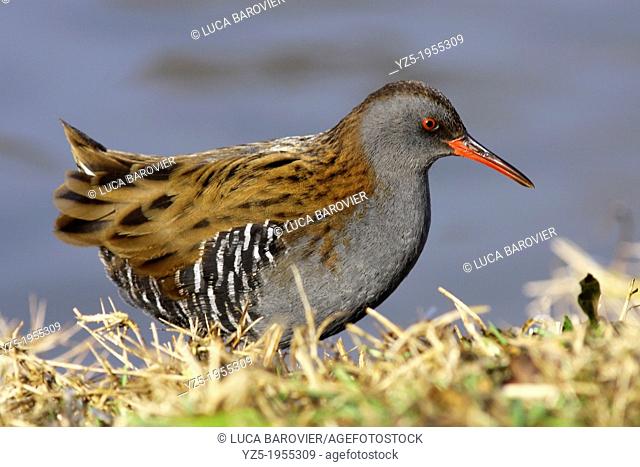 Water Rail on the grass
