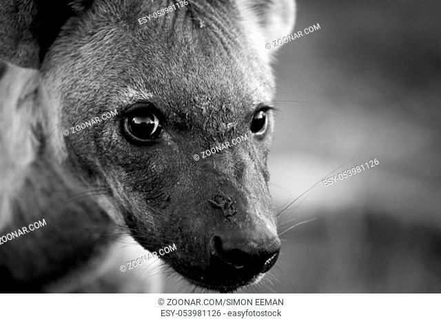 A young Spotted hyena looking at the camera in black and white in the Kruger National Park, South Africa
