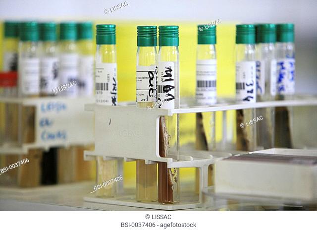 BACTERIOLOGY<BR>Photo essay from laboratory.<BR>Laboratory of the department of parasitology and infectious diseases at Hospital Pitié-Salpêtrière (AP HP)