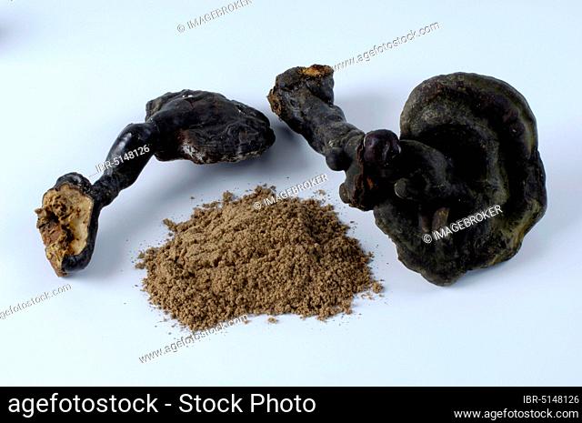 Lingzhi mushroom (Ganoderma lucidum), dried, and powder, medicinal mushrooms, lacquer porcelain powder, cut out, object
