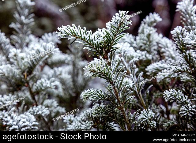 Nature, seasons, autumn, autumn colors, winter, cold, plant world, flora, plant covered with hoarfrost, European yew, Taxus baccata