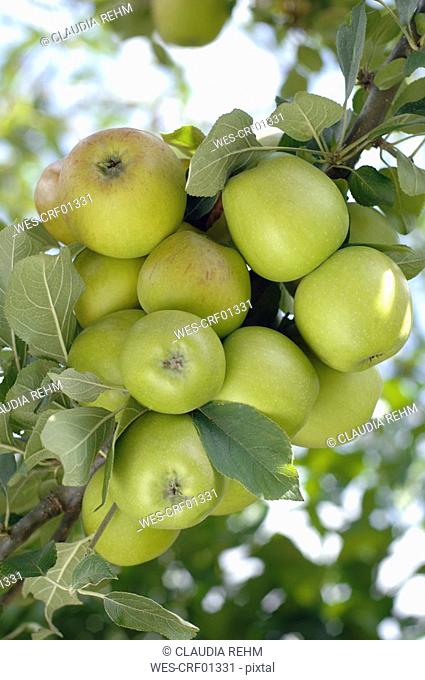 Germany, Bavaria, Green apples on tree, close-up